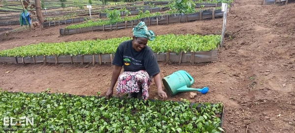 Shows an African lady planting trees